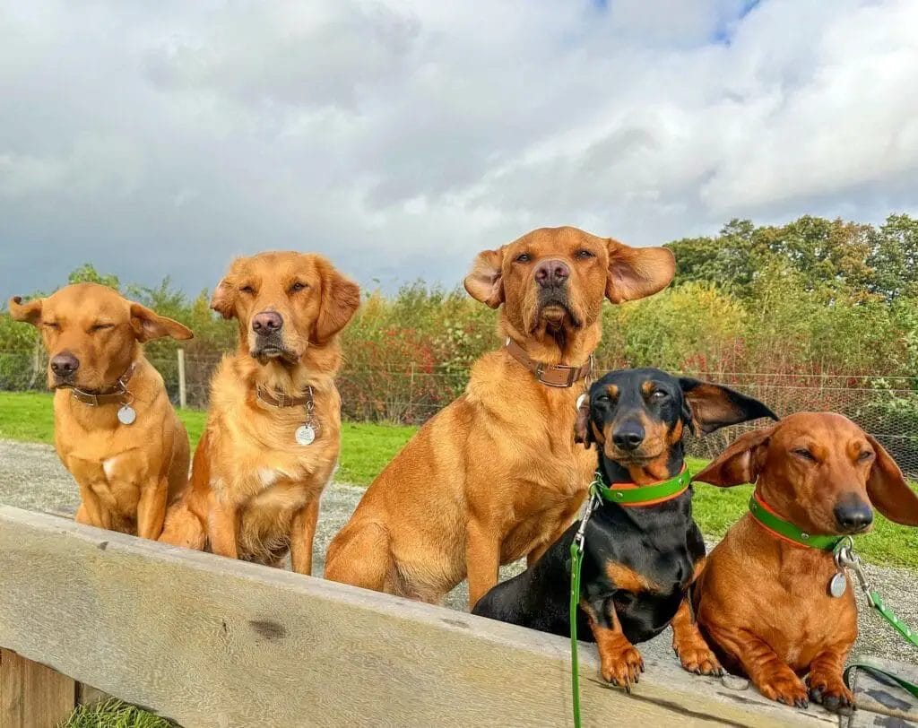 Dachshunds sitting with other dogs.
