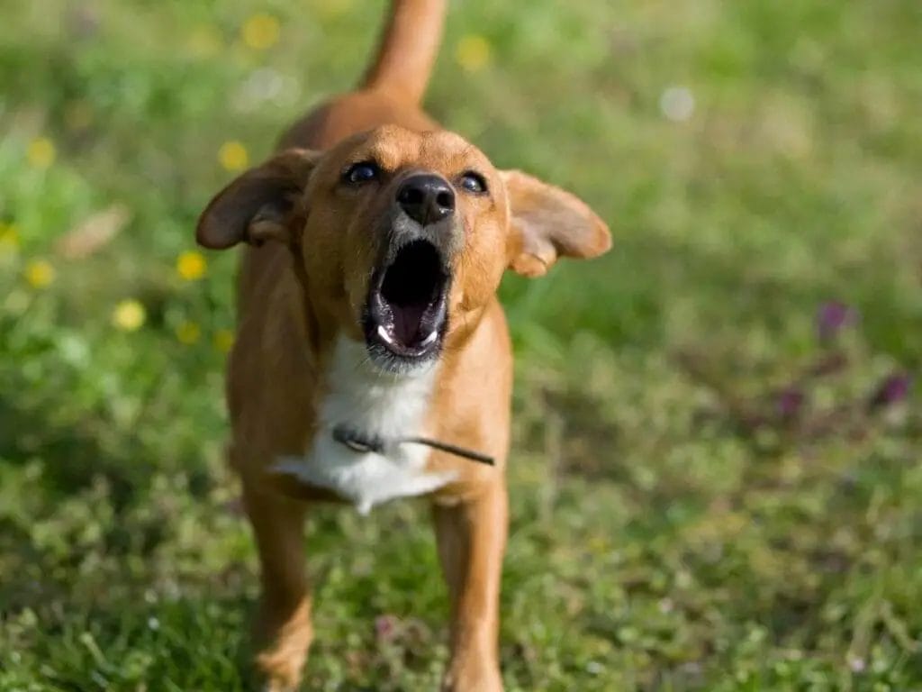 Dog barking.