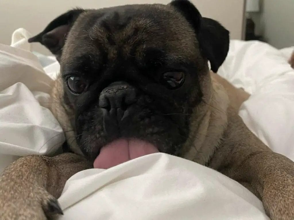 Dog licking bed sheets.