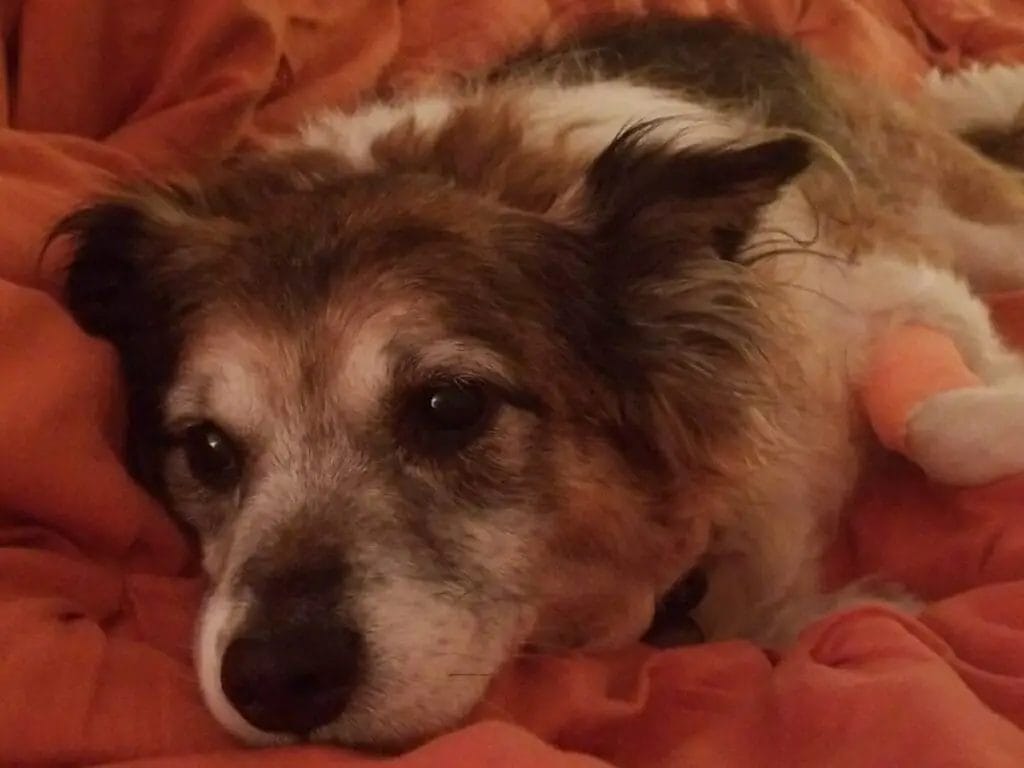 Dog sick laying in a red blanket.