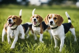 Mixed Beagles Lifespan and Health