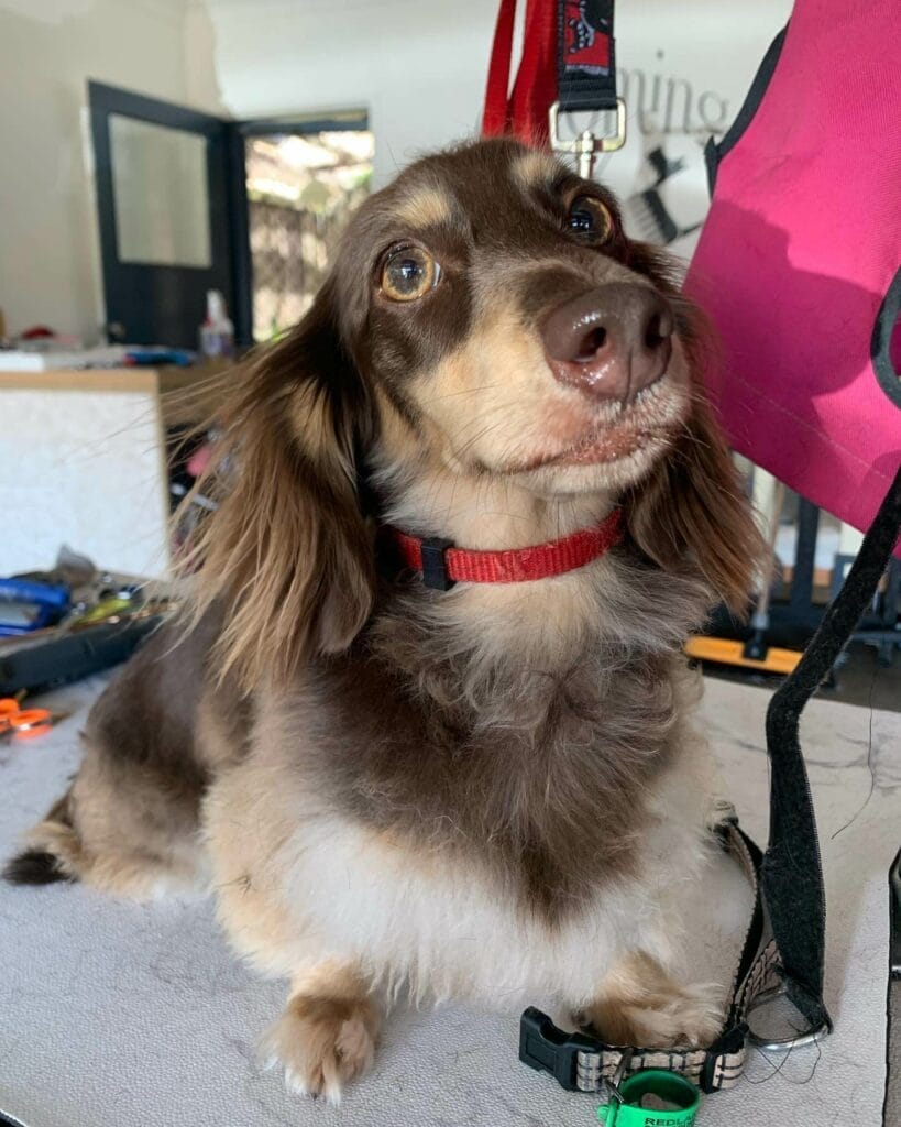 Long-haired Dachshund on the grooming table.