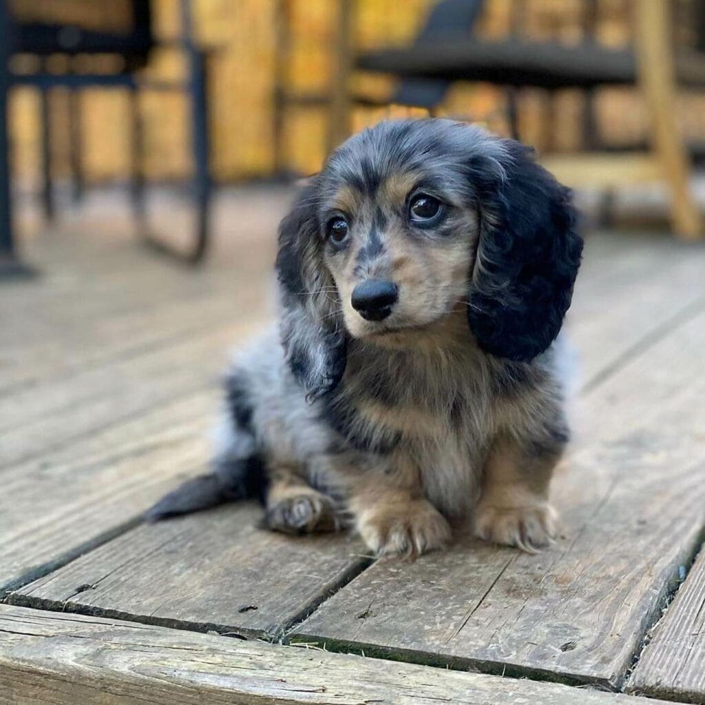 Long-haired Dachshund Puppy.
