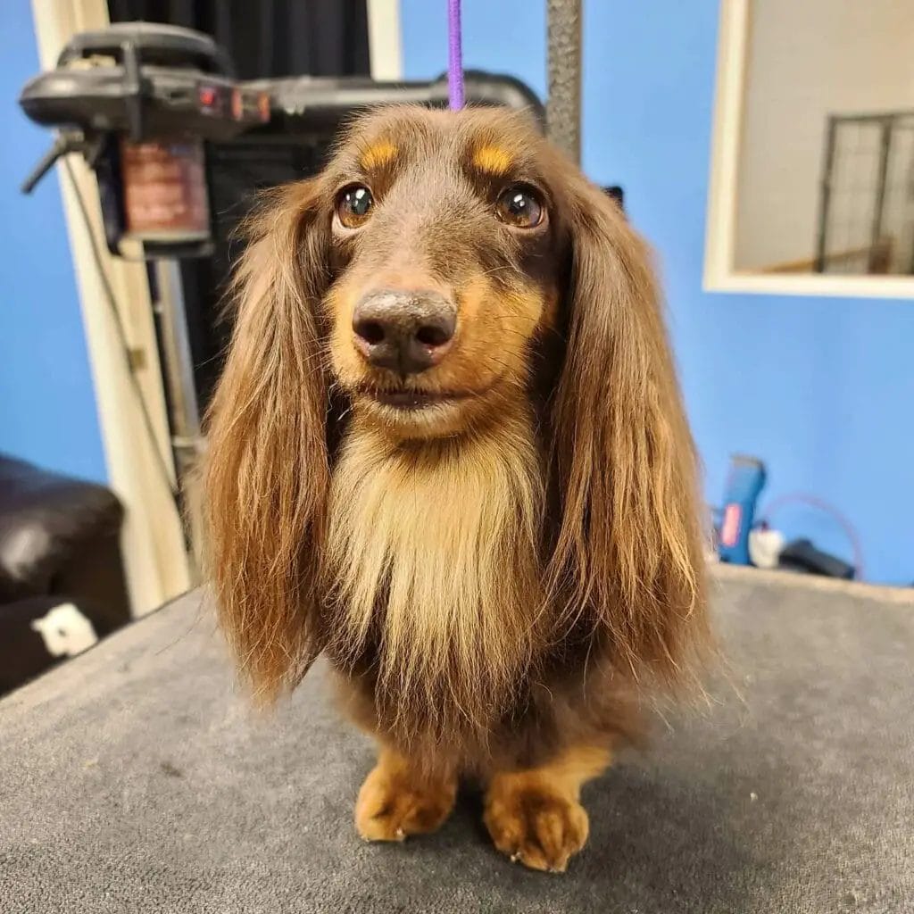 Long haired Dachund on top of a grooming station.