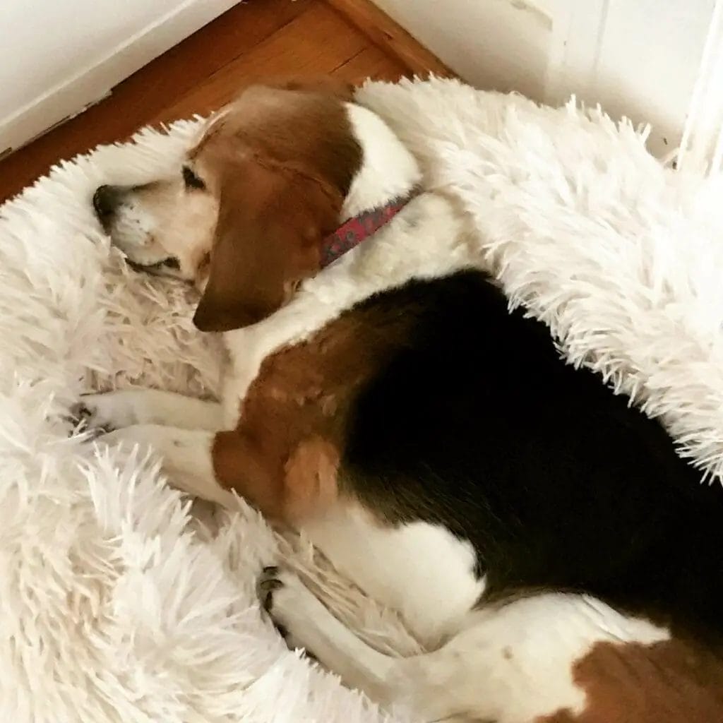 Old Beagle dog laying down in a white dog bed.