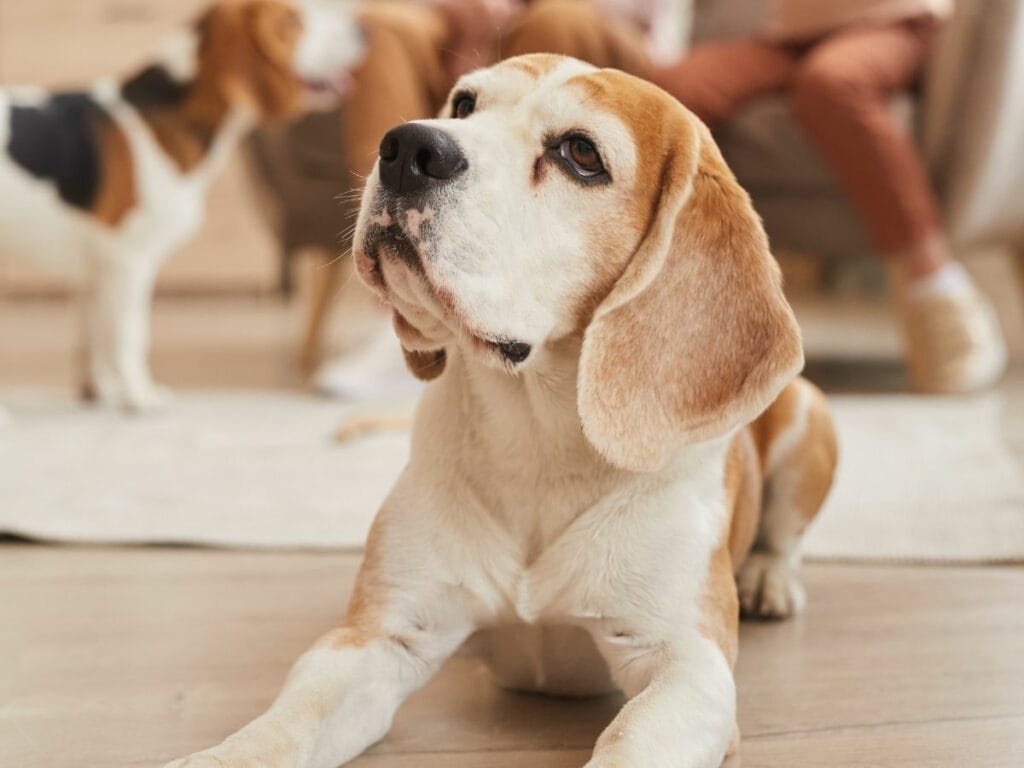 Old Beagle dog looking up.