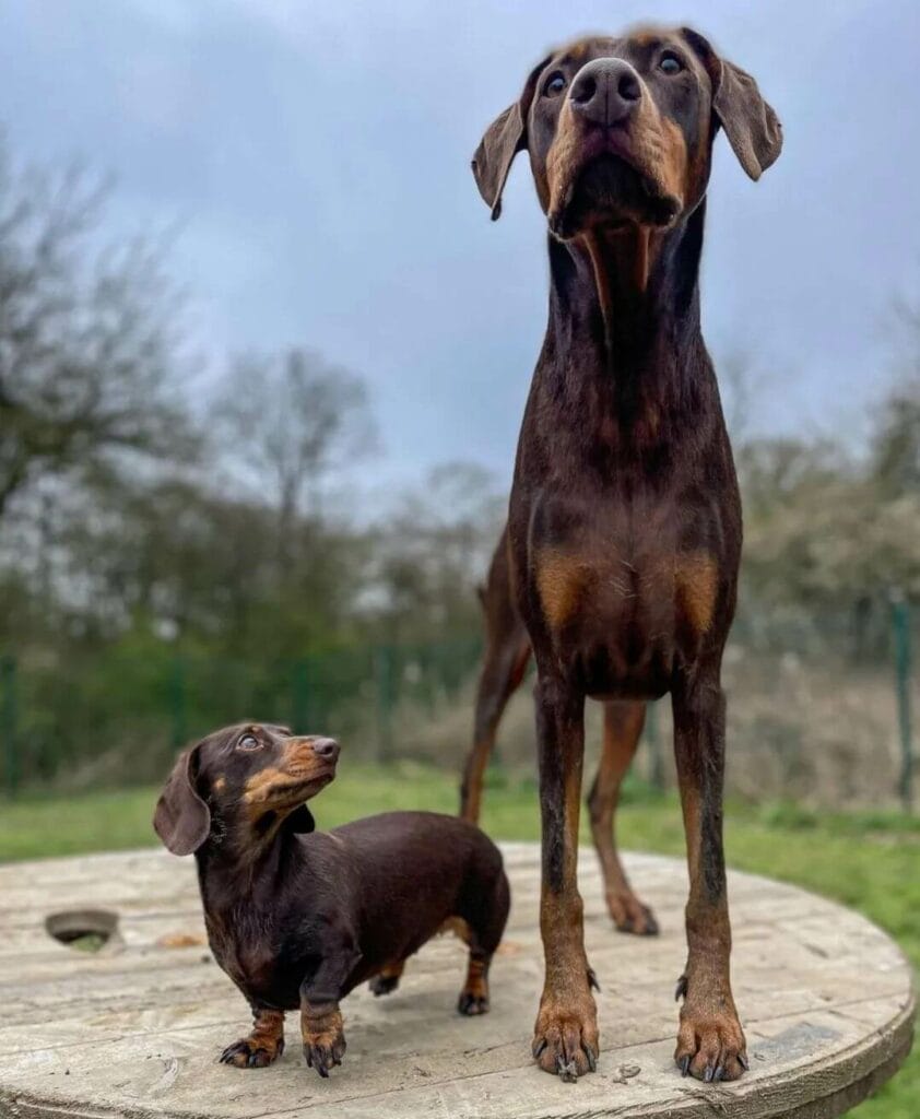 Small Dachshund looking up to a big dog.