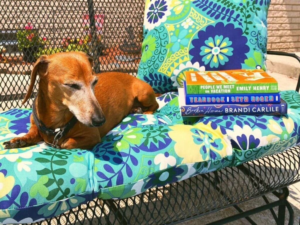 Stubborn Dachshund ignoring the owner.