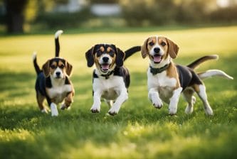 Common Traits in Beagle Mixes