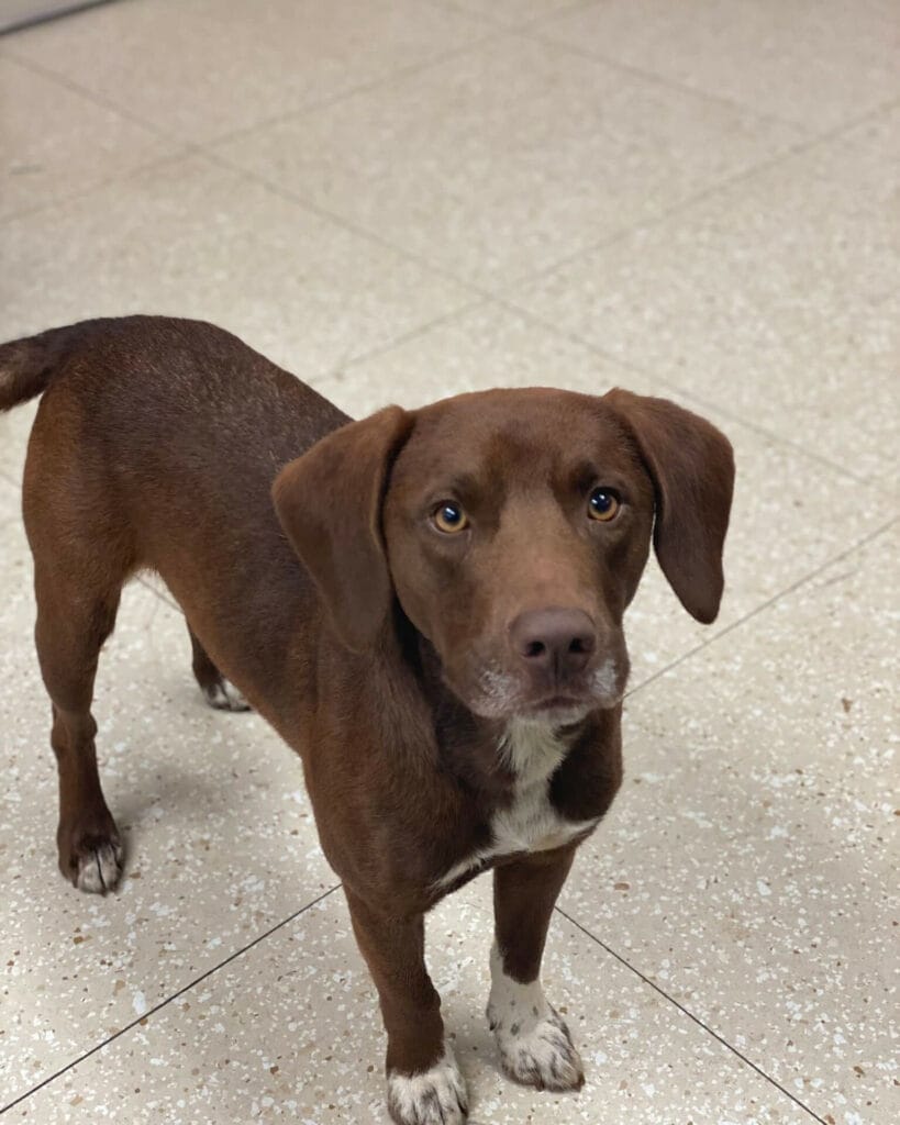 Yosemite the Beagle Pitbull Mix dog.