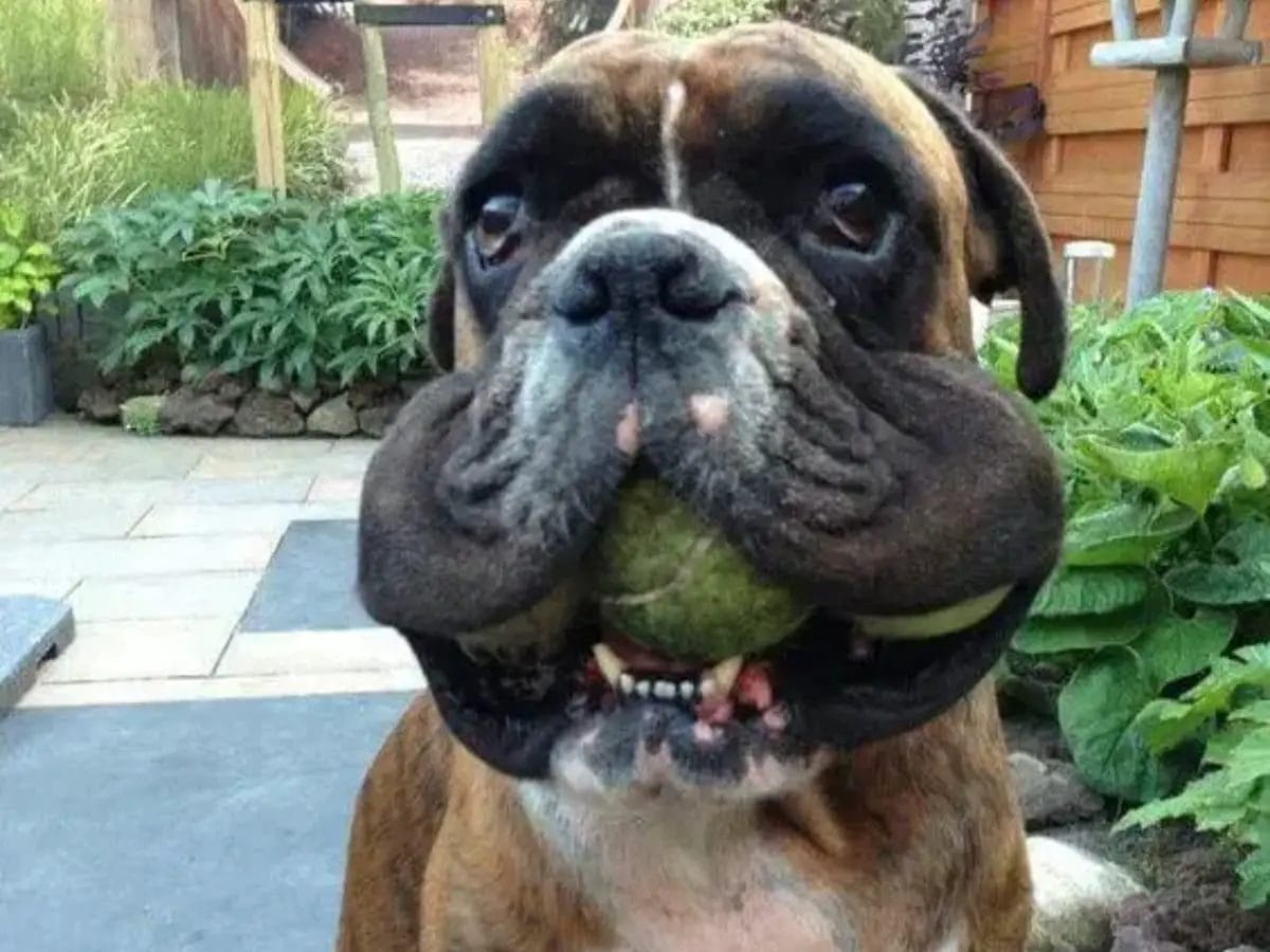 Boxers Are Not Good Dogs for You: 24 Proven Reasons