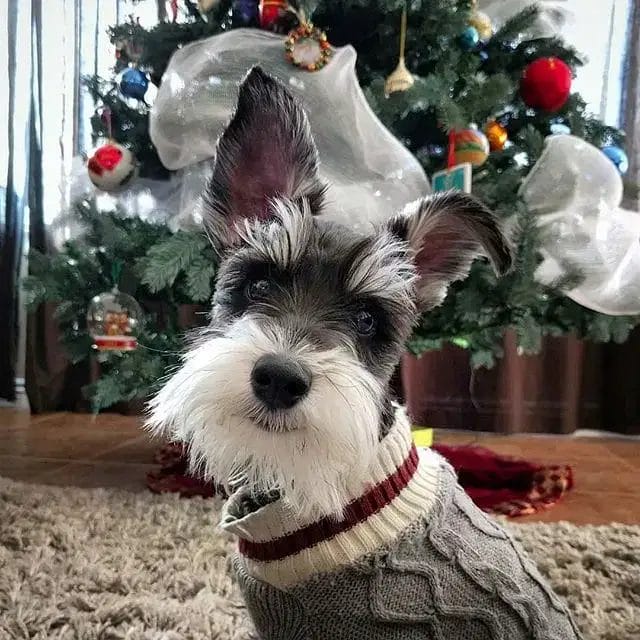 Schnauzers Are Not Good Dogs for You: 24 Proven Reasons